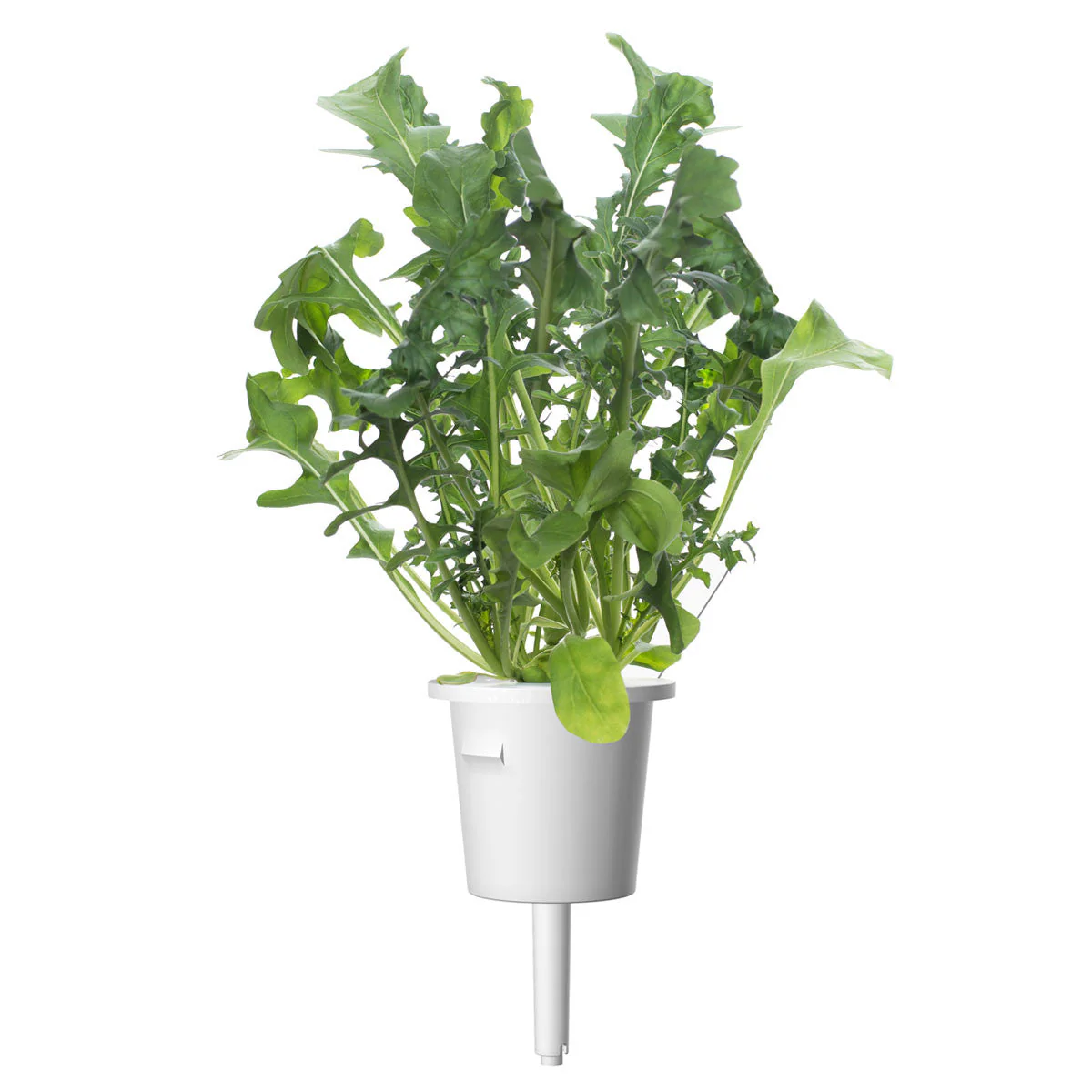 Arugula Plant Pods 30-pack - Image 3
