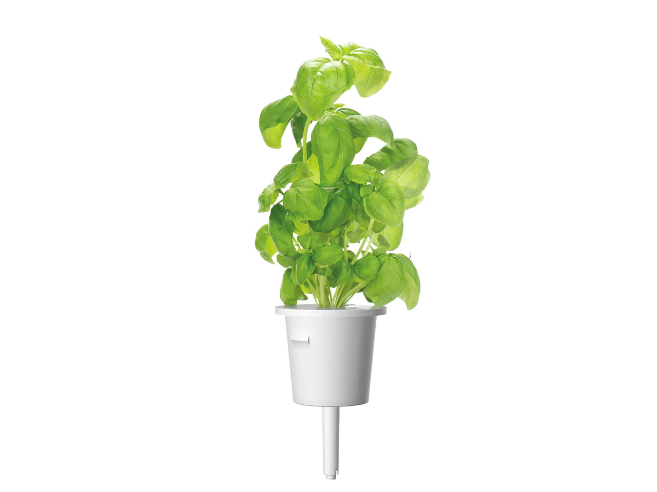 Basil Plant Pods 9-pack - Image 3