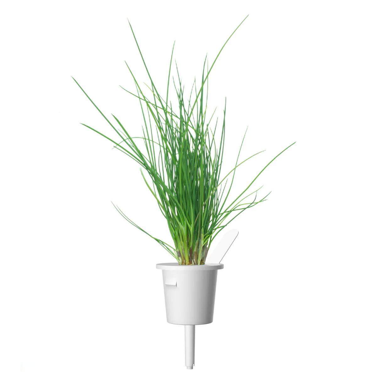 Chives Plant Pods 9-pack - Image 3