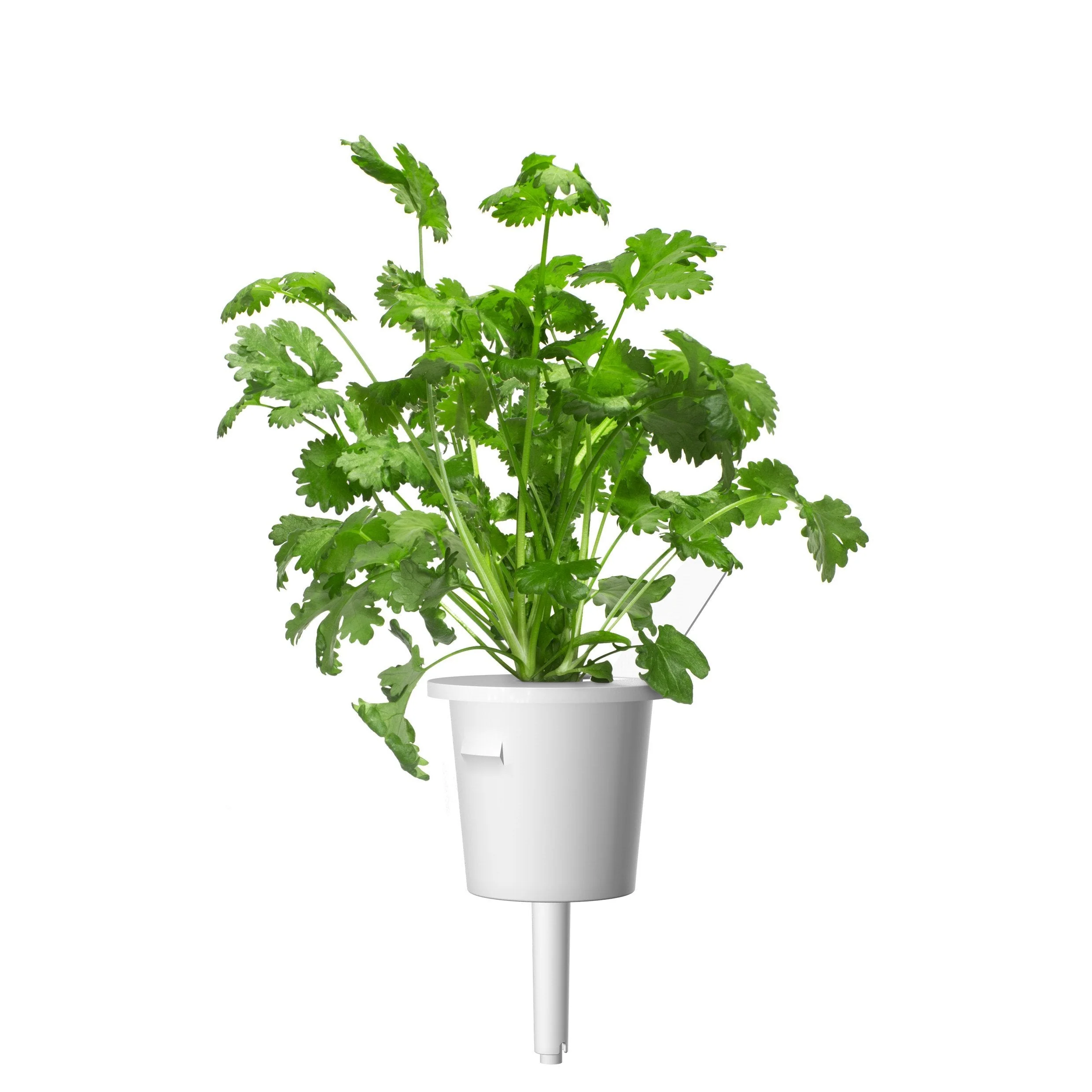 Cilantro (Coriander) Plant Pods 30-pack - Image 3