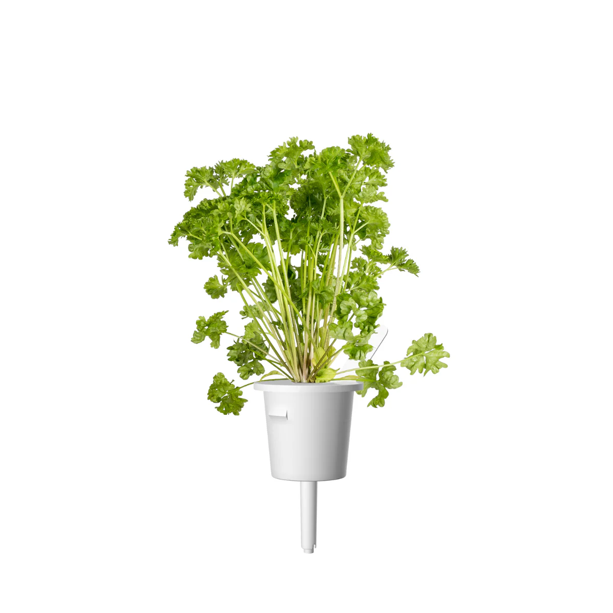 Curly Parsley Plant Pods 9-pack - Image 3