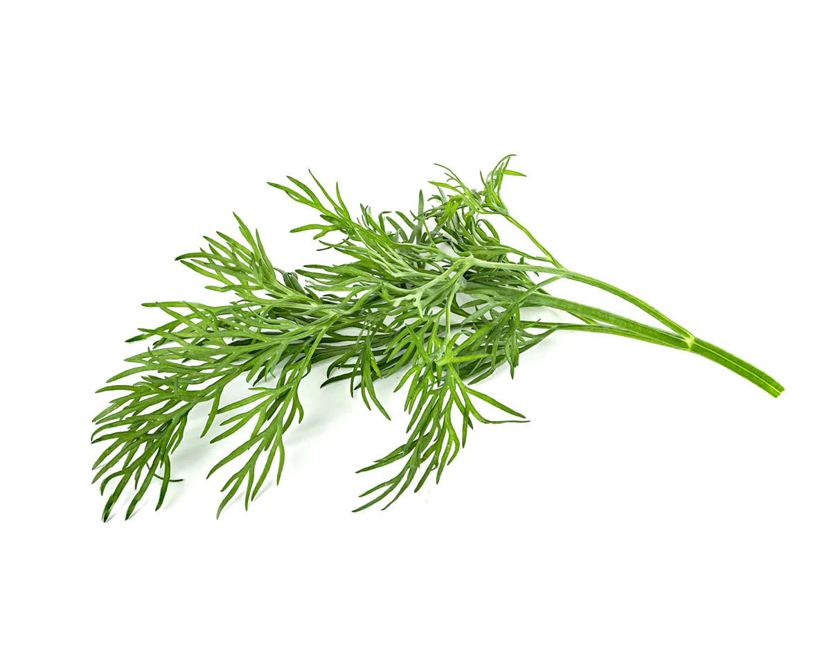 Dill Plant Pods 30-pack - Image 2