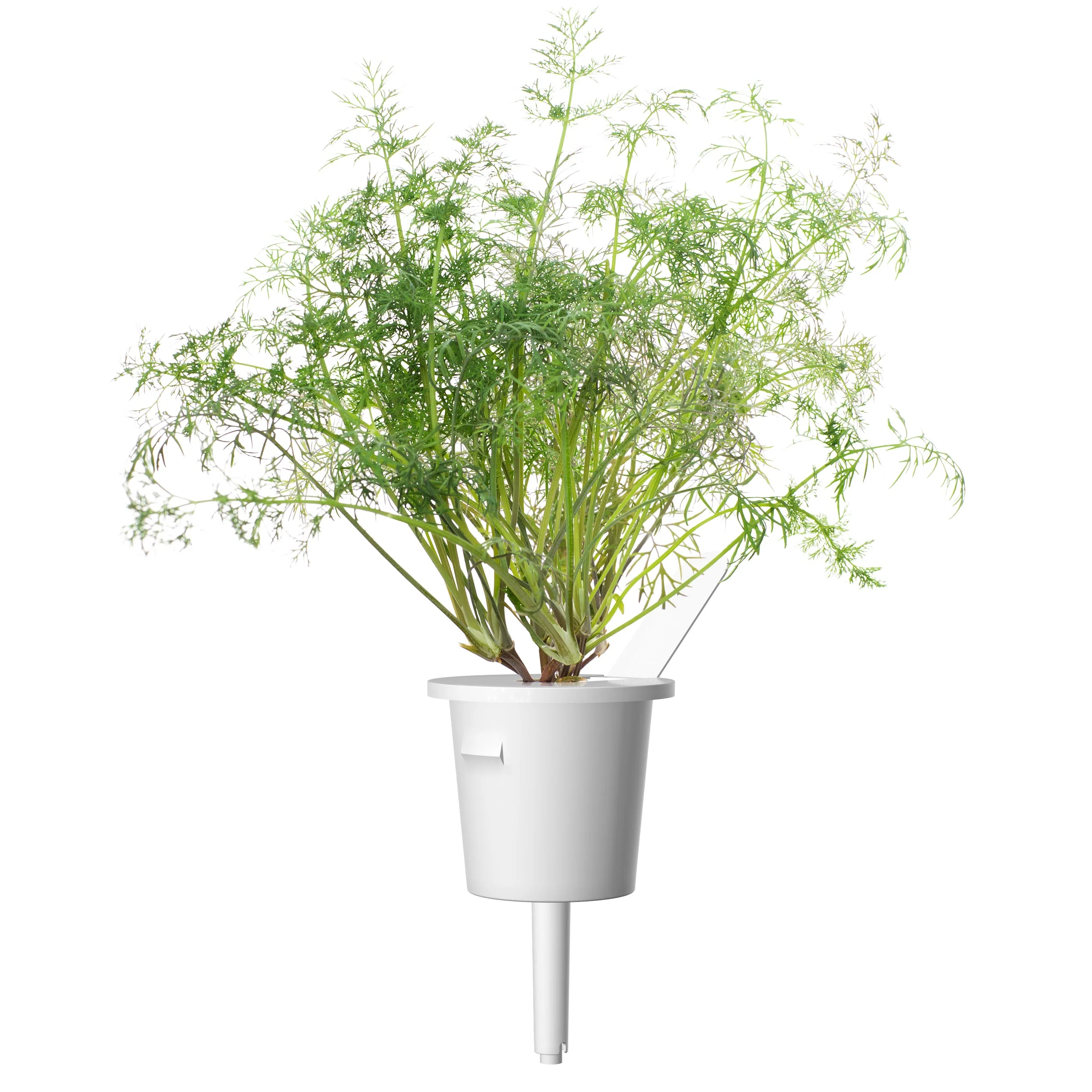Dill Plant Pods 30-pack - Image 3
