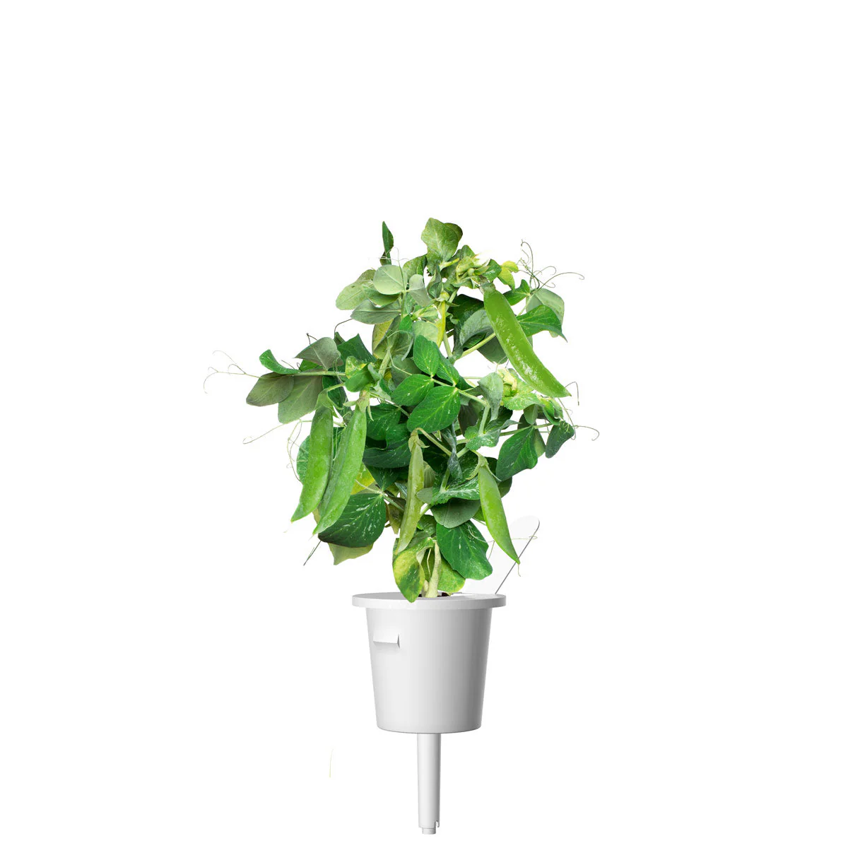 Dwarf Pea Plant Pods 9-pack - Image 3