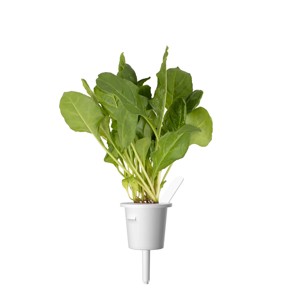 Green Chard Plant Pods 9-pack - Image 3