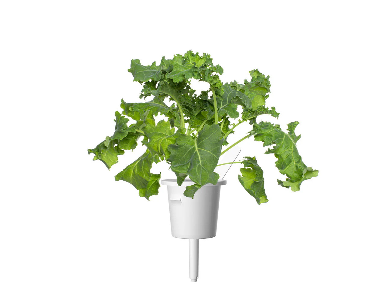 Green Kale Plant Pods 30-pack - Image 3
