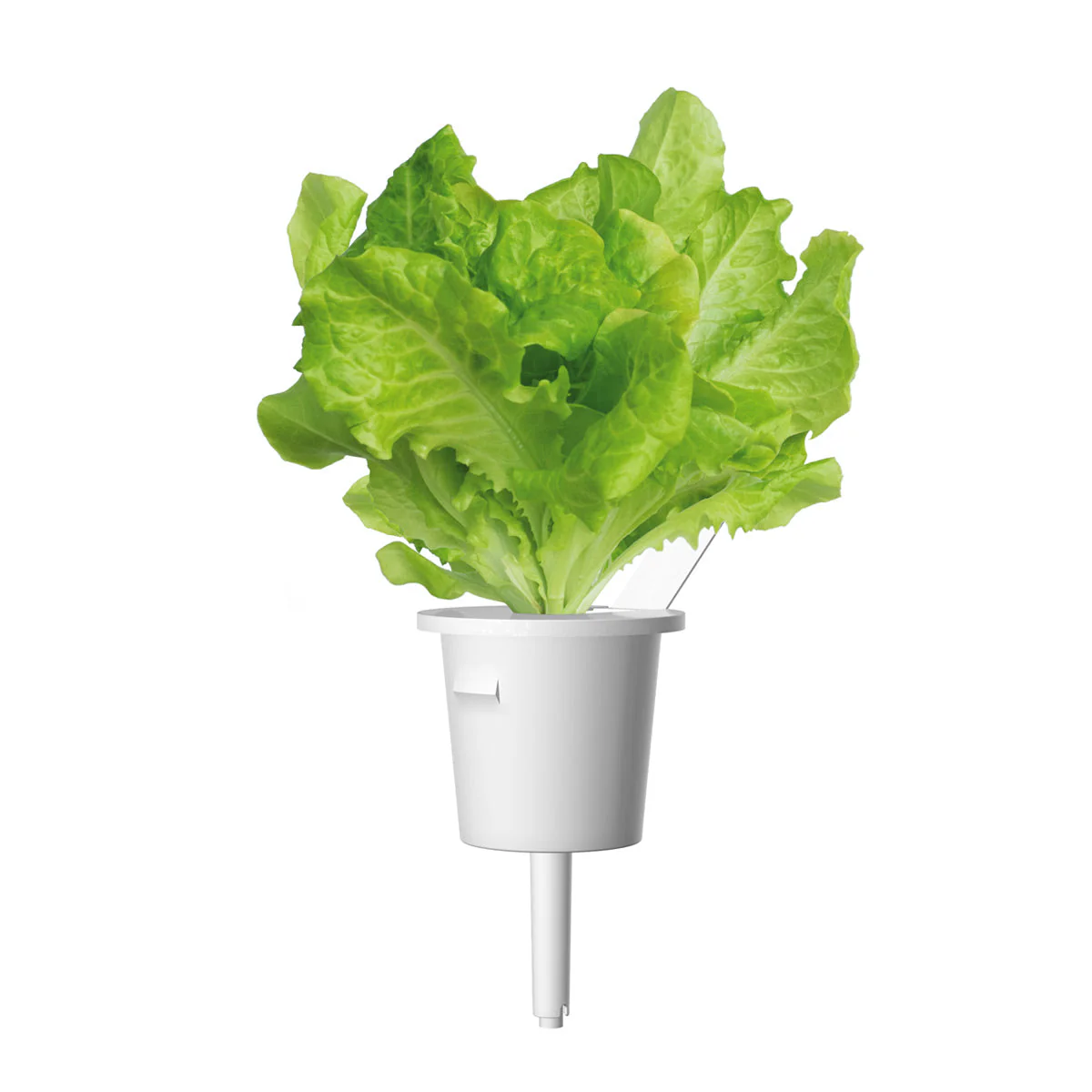 Green Lettuce Plant Pods 30-pack - Image 3