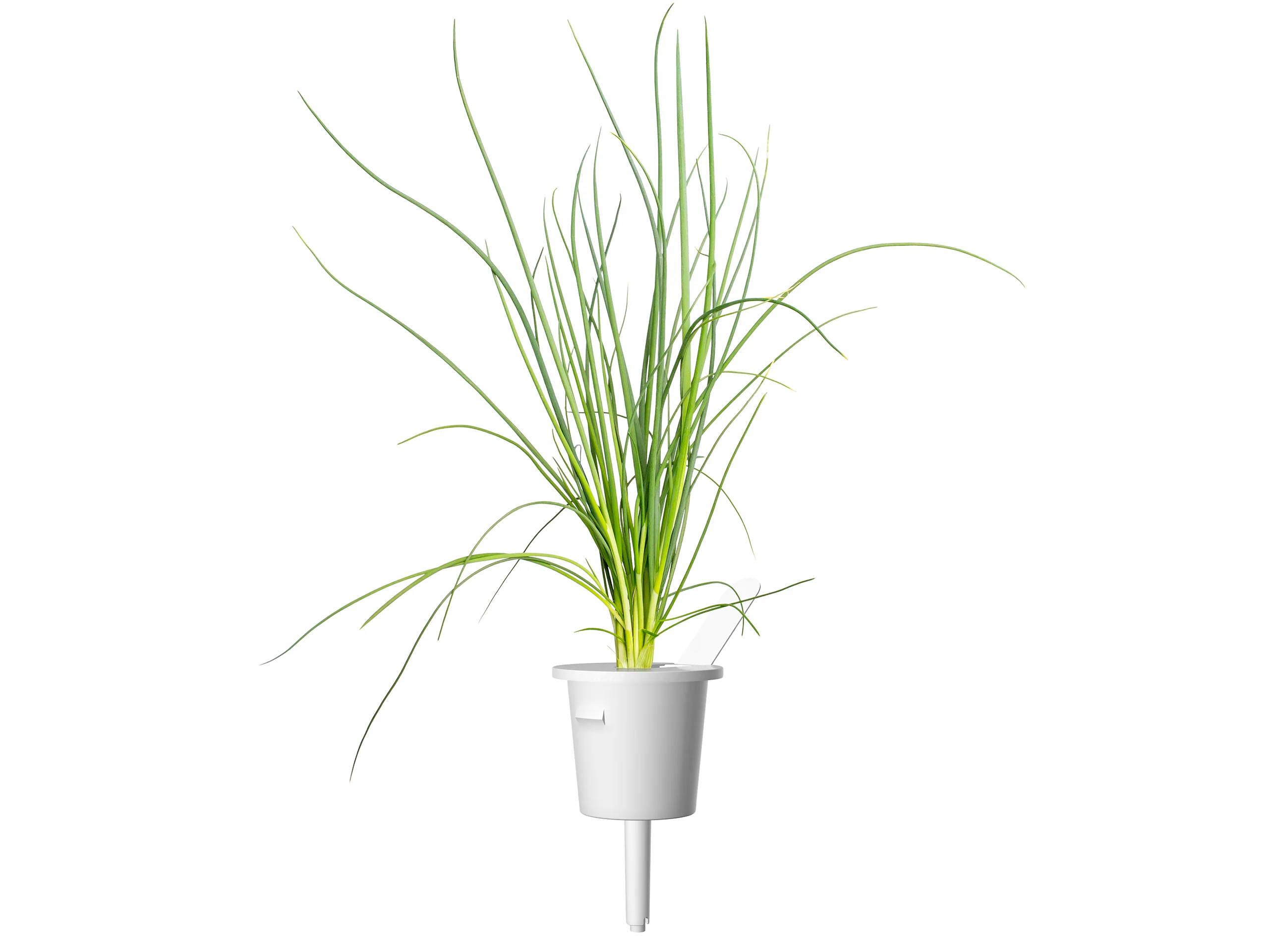 Green Onion Plant Pods 3-pack - Image 3
