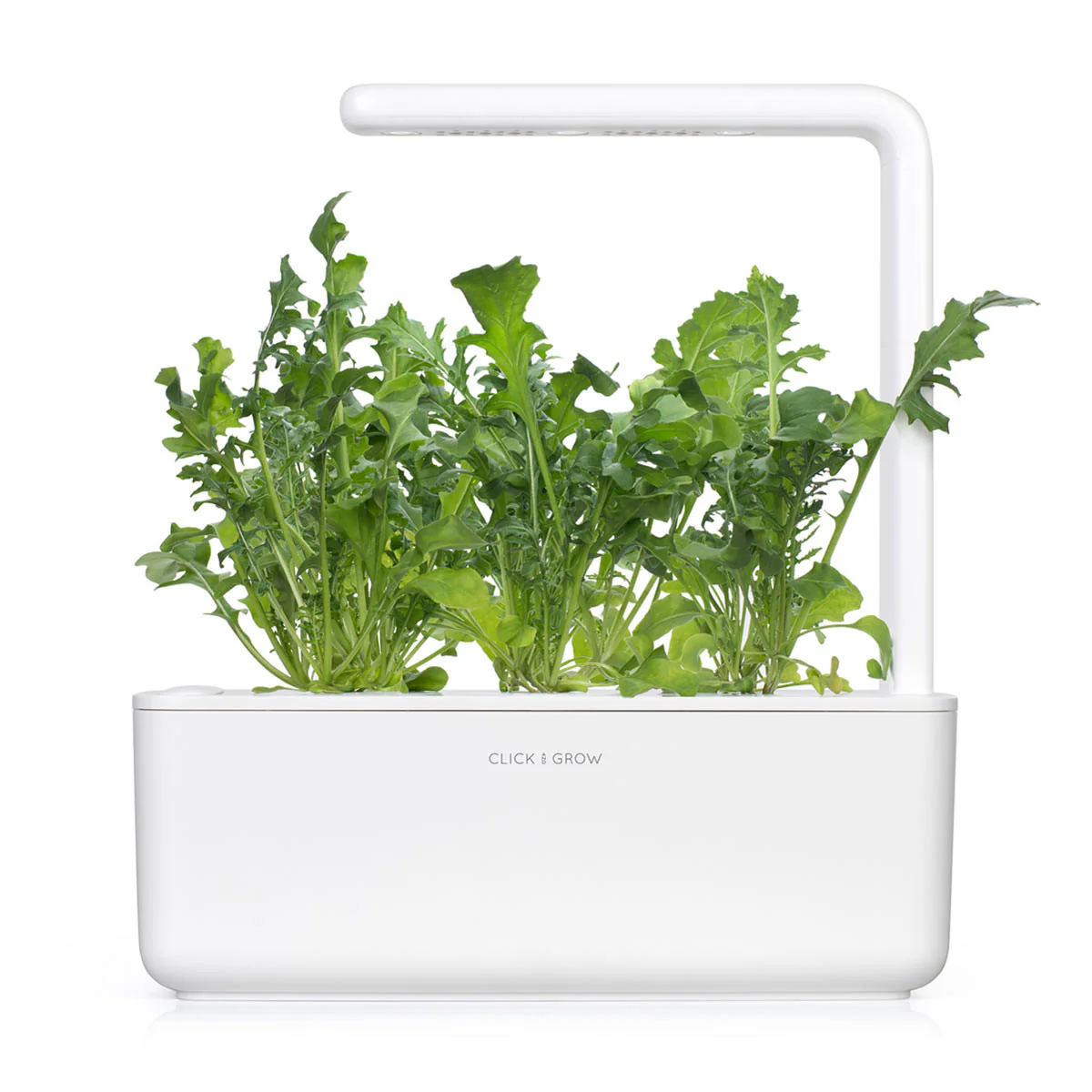 Arugula Plant Pods 3-pack - Image 4
