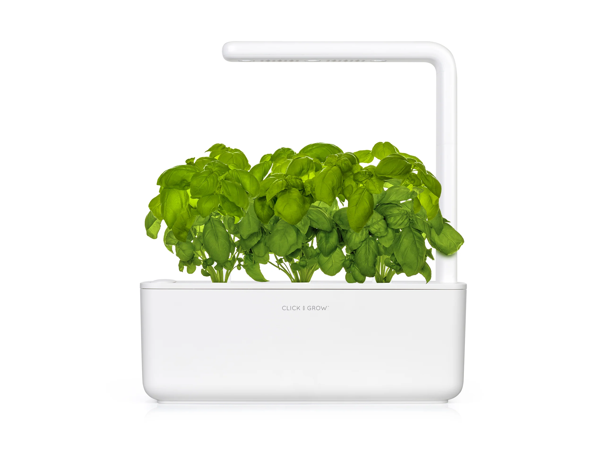 Basil Plant Pods 3-pack - Image 4