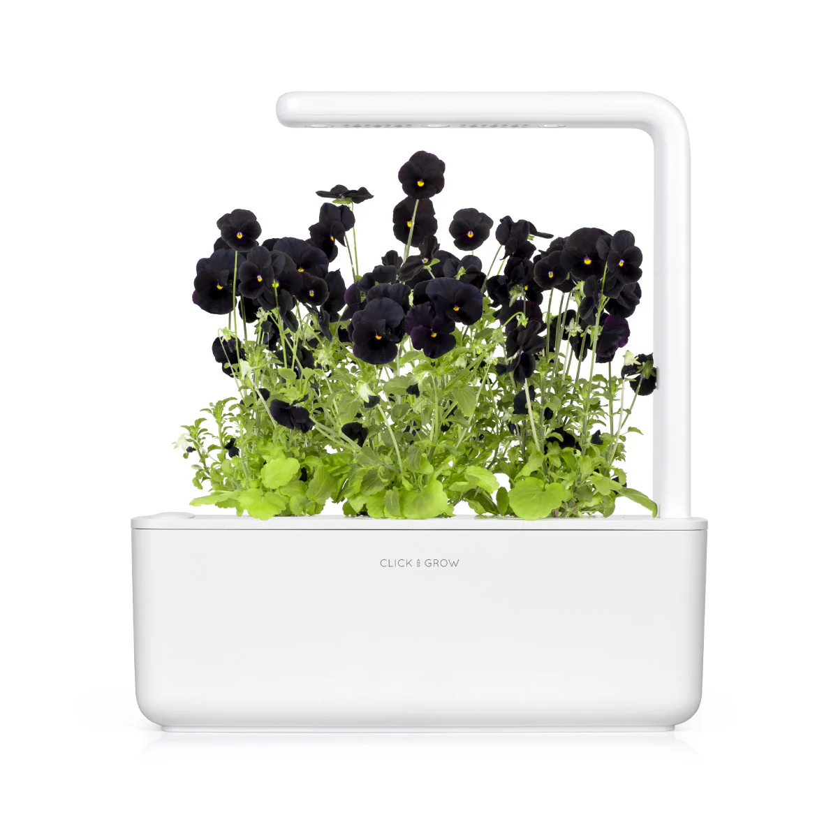 Black Pansy Plant Pods 3-pack - Image 3
