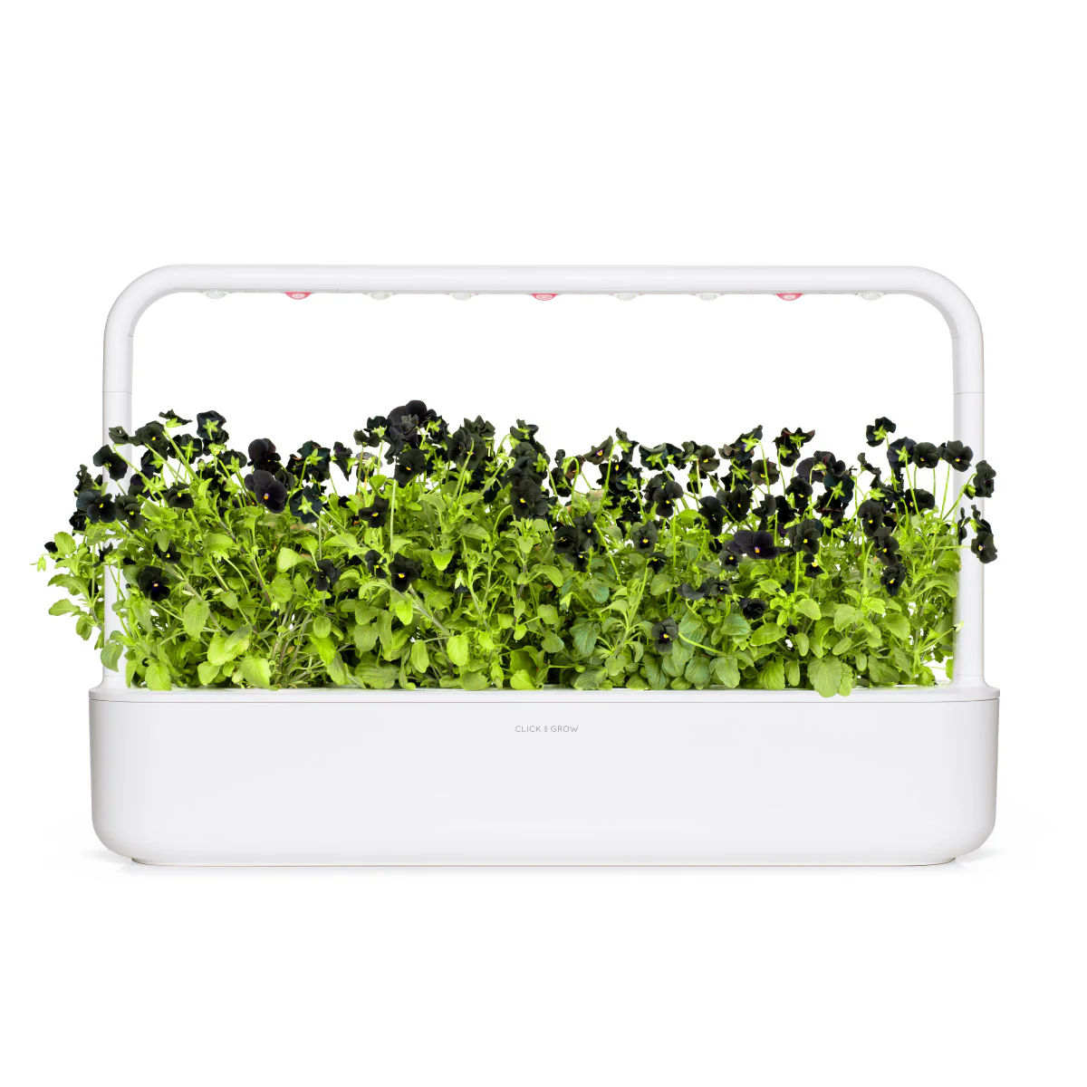 Black Pansy Plant Pods 3-pack - Image 4