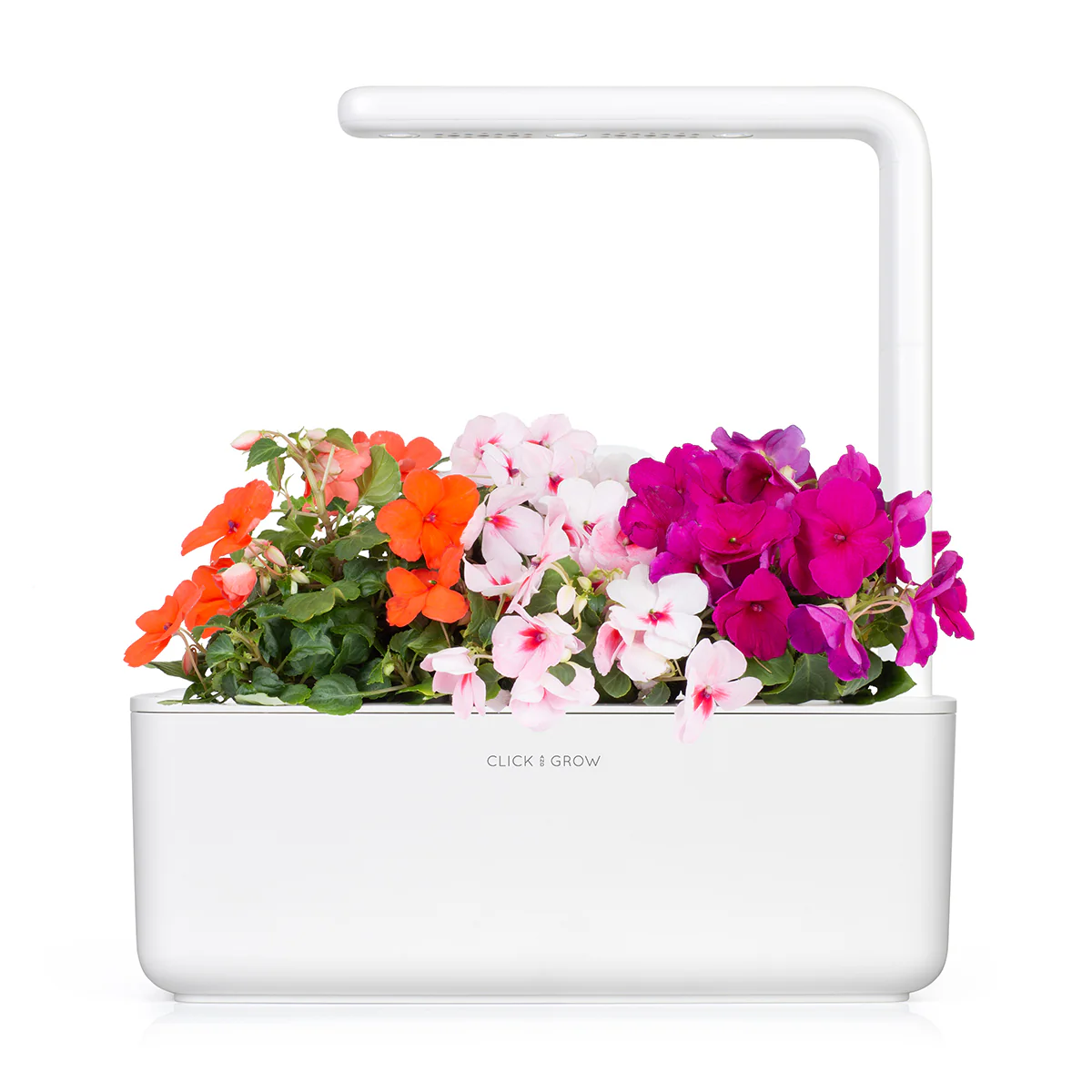 Busy Lizzie Plant Pods 3-pack - Image 3