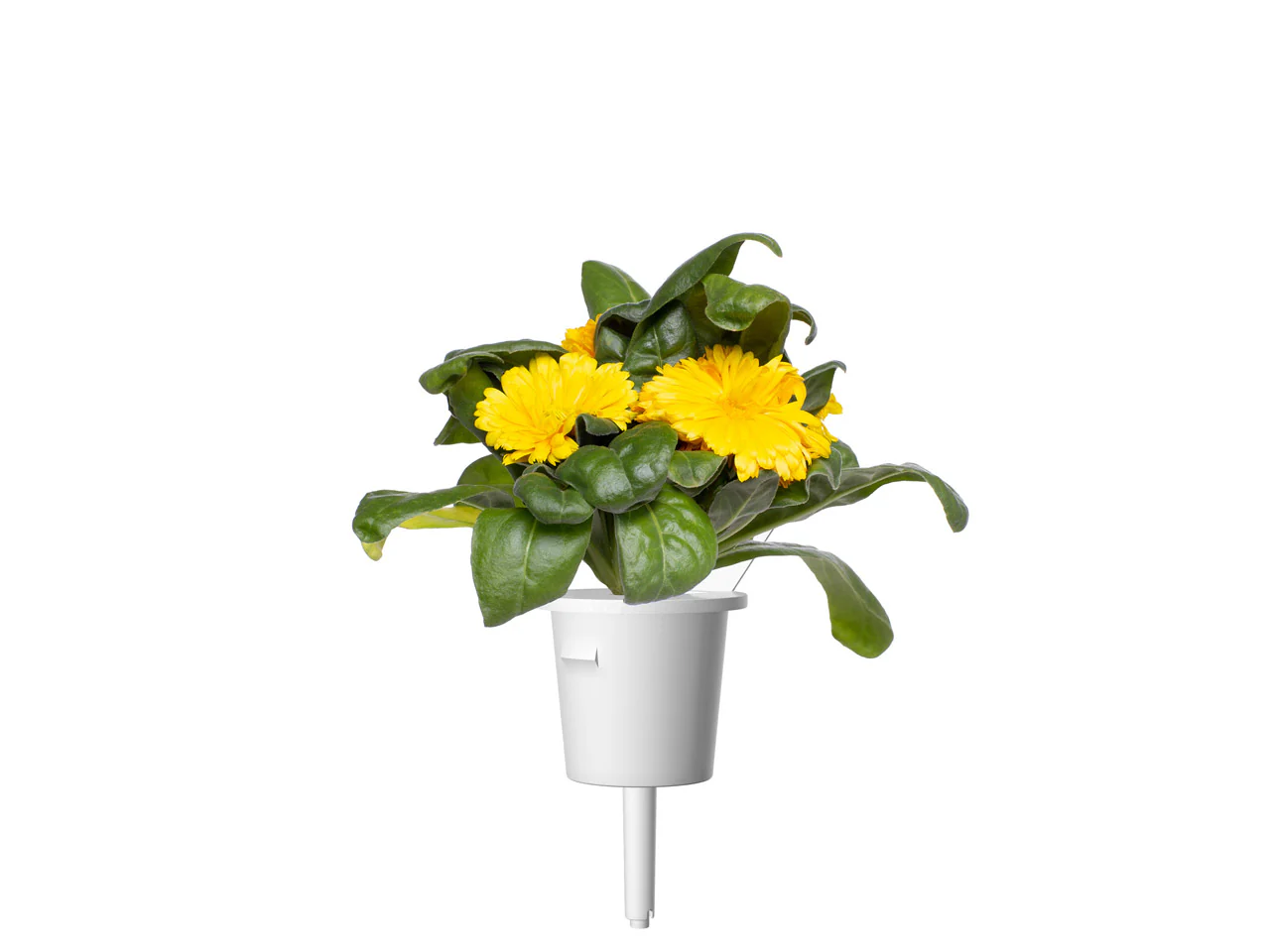 Calendula Plant Pods 3-pack - Image 3