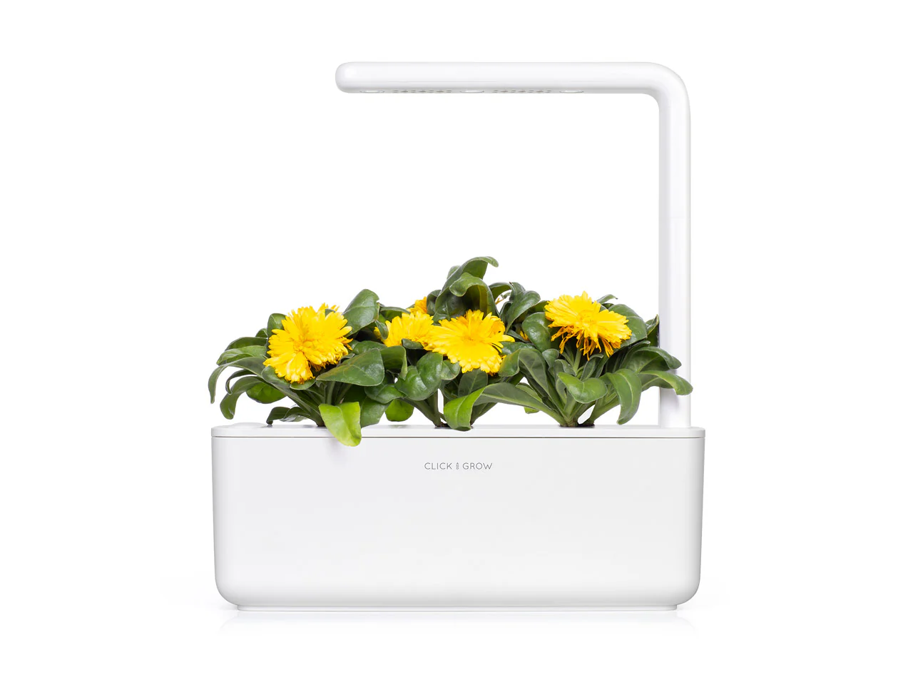 Calendula Plant Pods 3-pack - Image 4