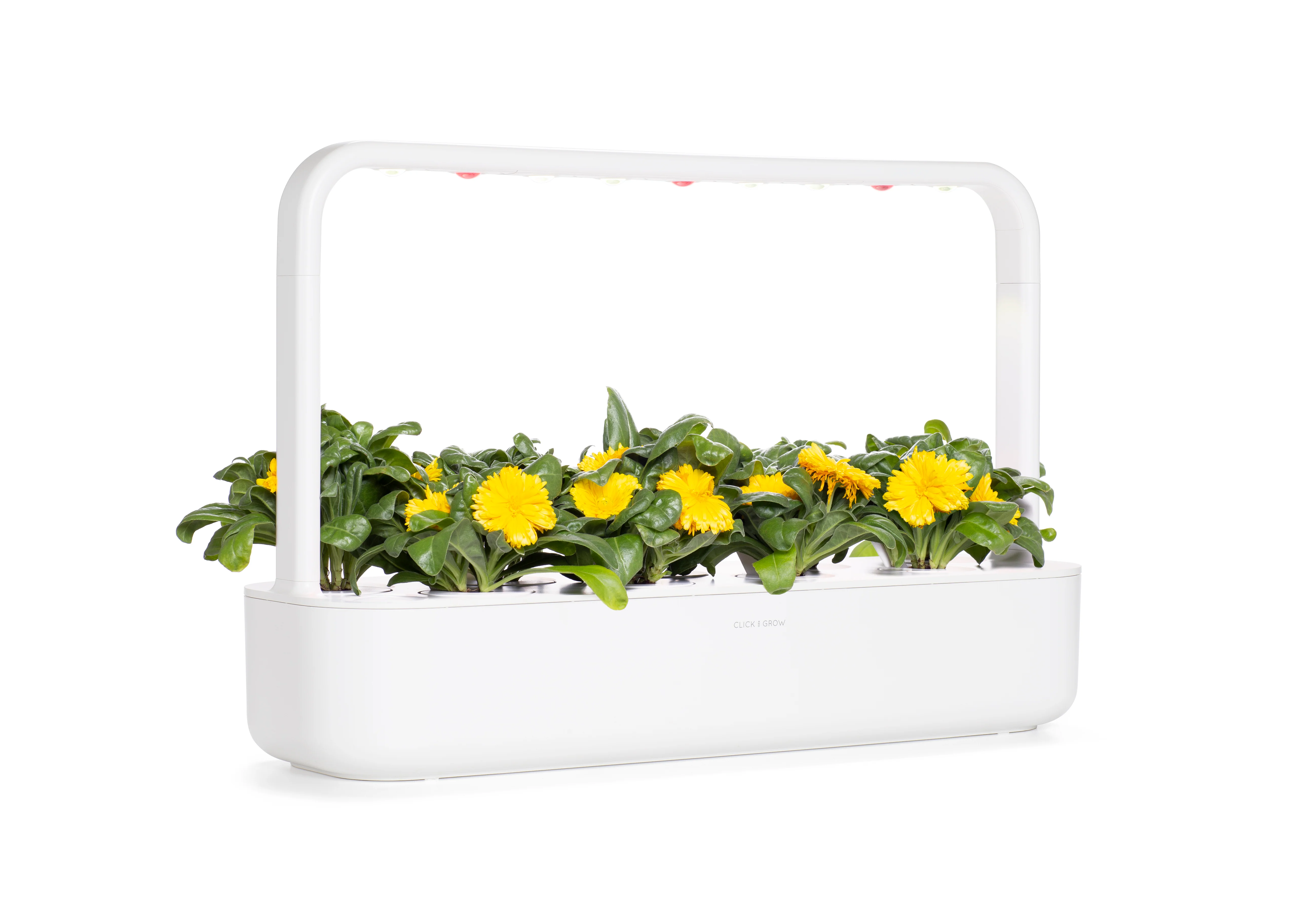 Calendula Plant Pods 3-pack - Image 5