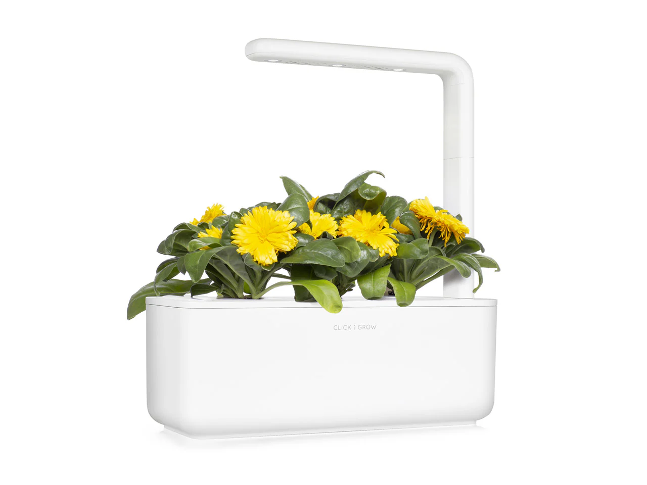 Calendula Plant Pods 3-pack - Image 6