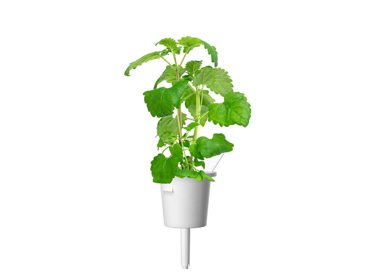 Catnip Plant Pods 3-pack - Image 3