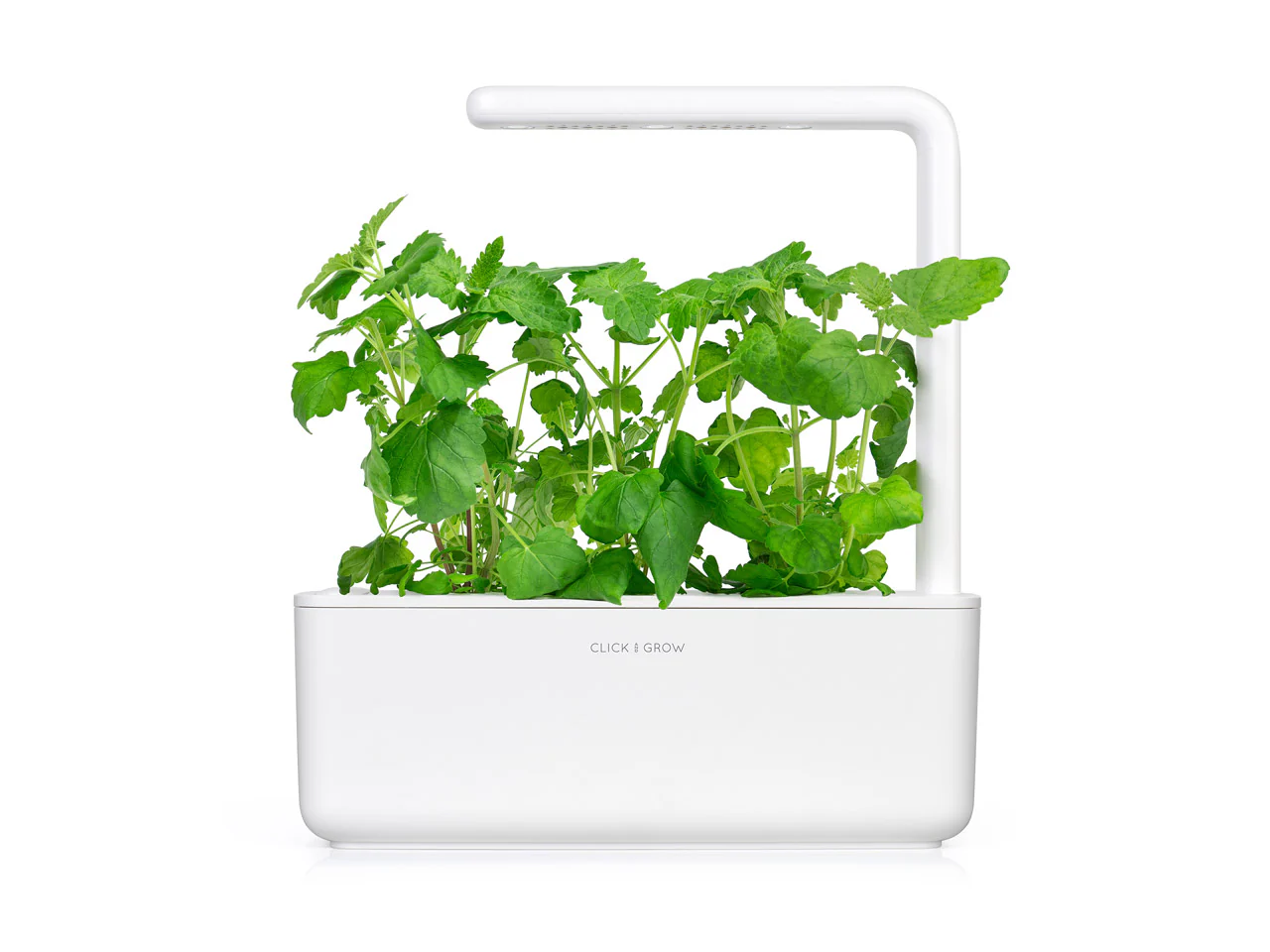 Catnip Plant Pods 3-pack - Image 4