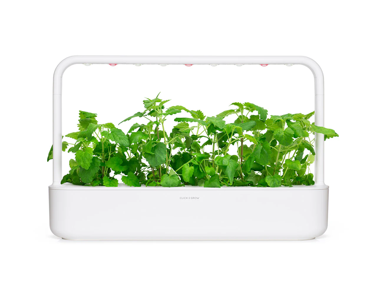 Catnip Plant Pods 3-pack - Image 5