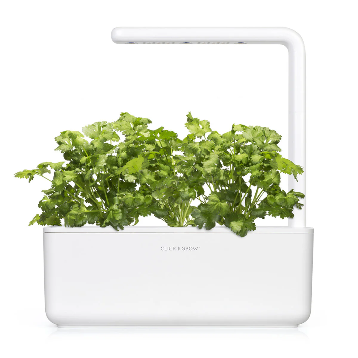 Cilantro (Coriander) Plant Pods 3-pack - Image 3