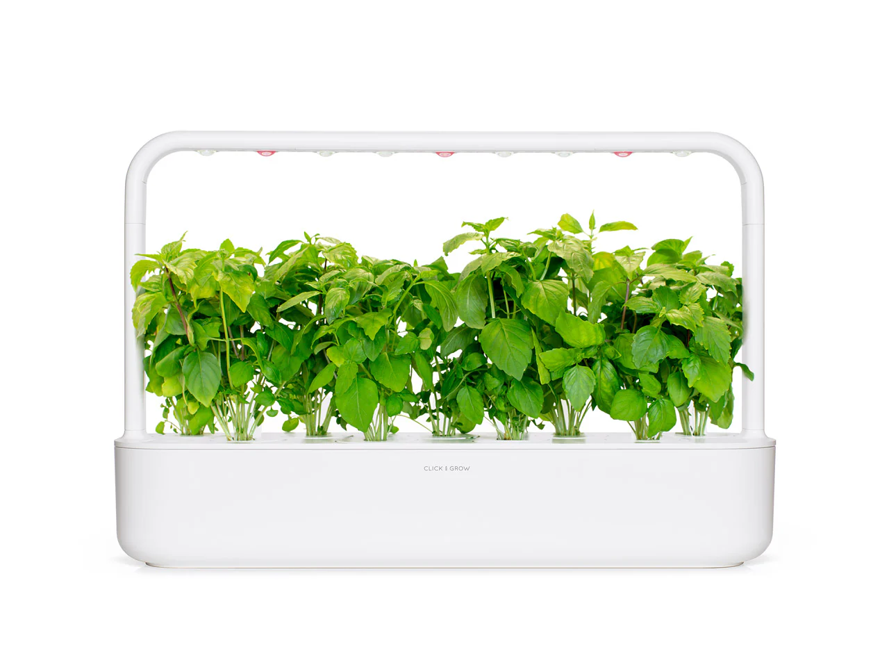 Cinnamon Basil Plant Pods 3-pack - Image 3