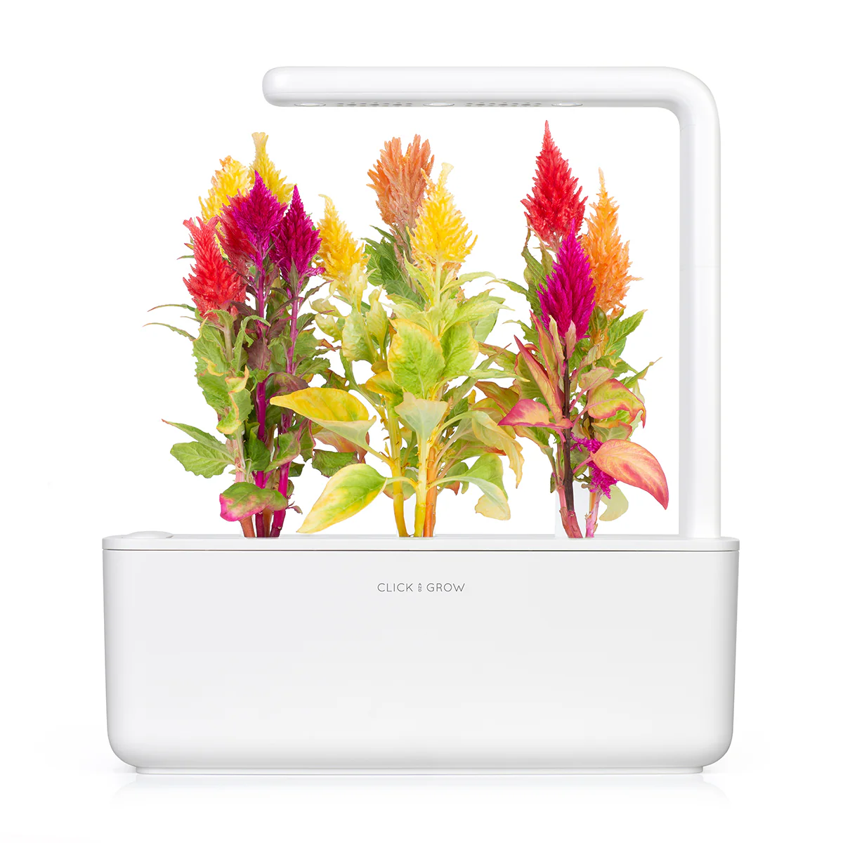 Cockscomb Plant Pods 3-pack - Image 3