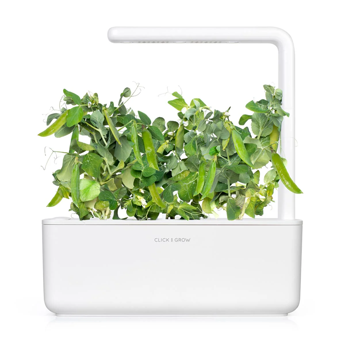 Dwarf Pea Plant Pods 3-pack - Image 3