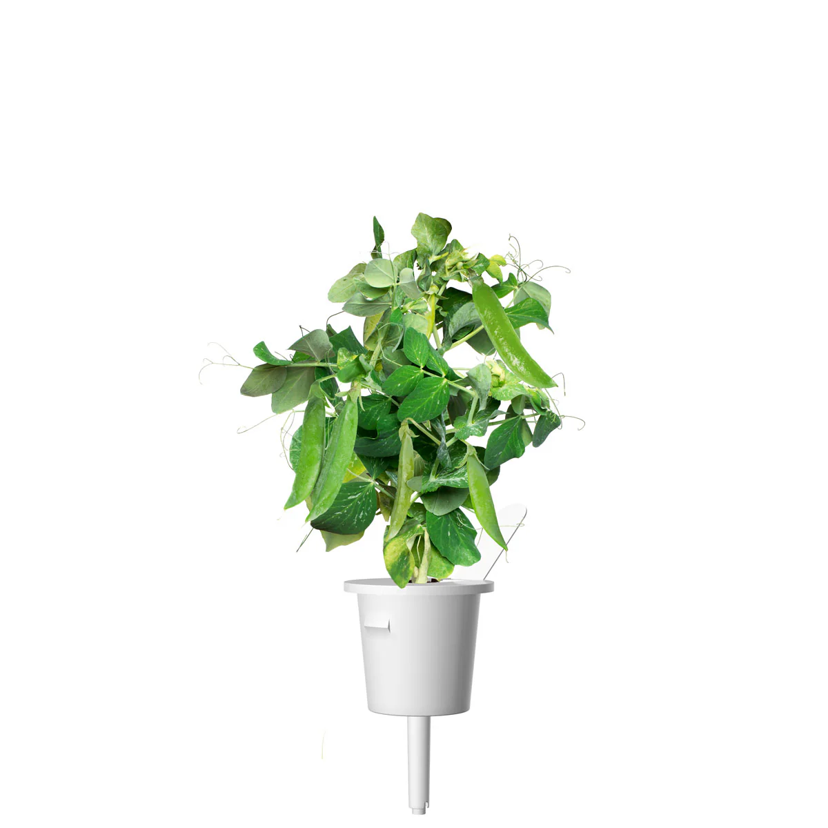 Dwarf Pea Plant Pods 3-pack - Image 5