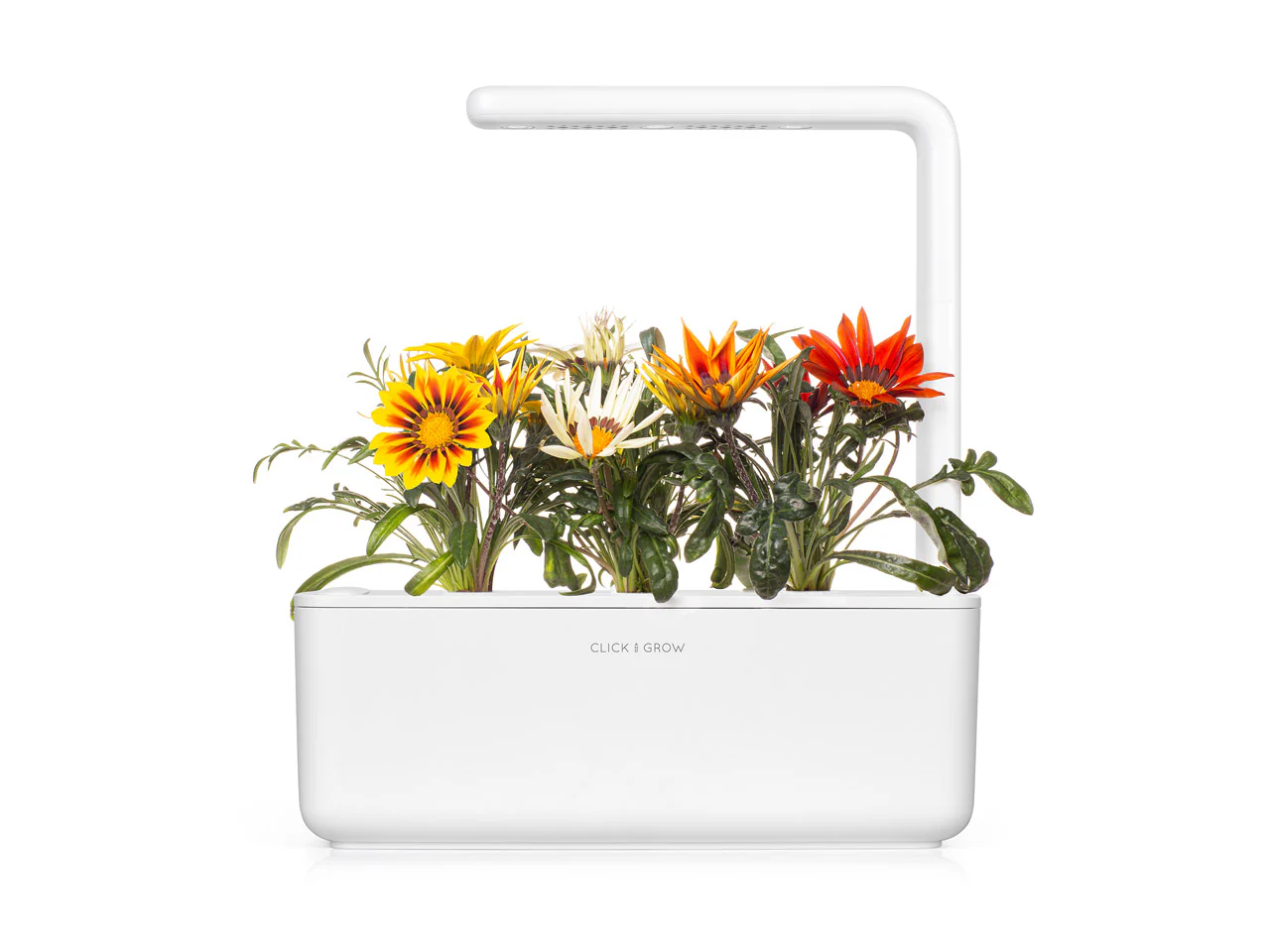 Gazania Plant Pods 3-pack - Image 3