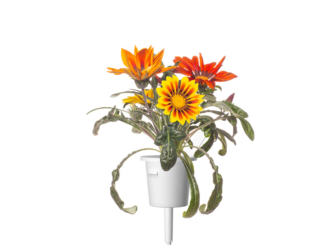 Gazania Plant Pods 3-pack - Image 4