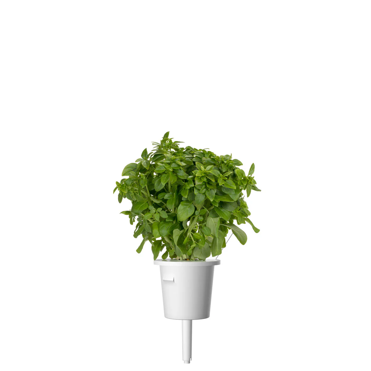 Greek Basil Plant Pods 3-pack - Image 4