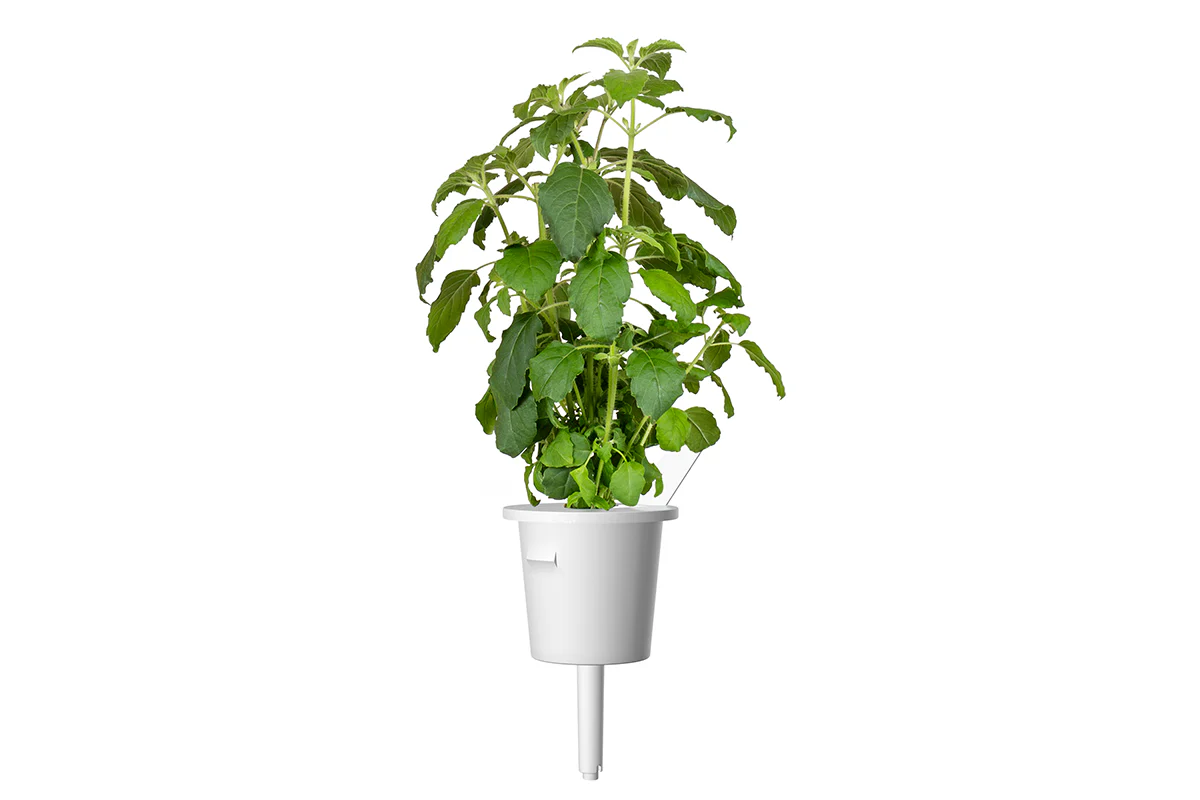 Holy Basil Plant Pods 3-pack - Image 3