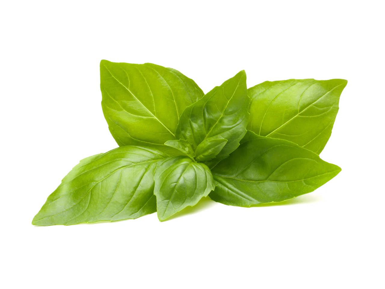Lemon Basil Plant Pods 3-pack