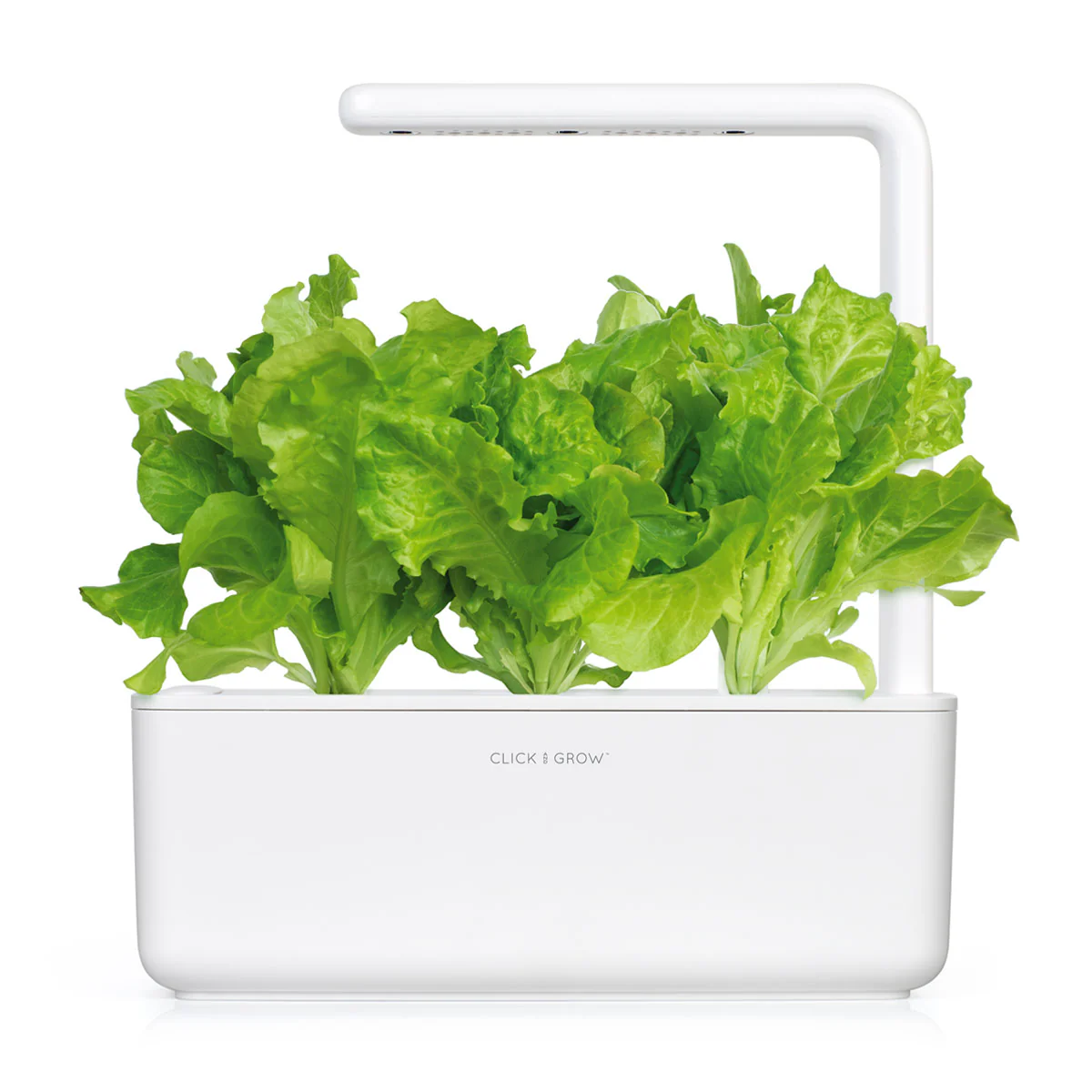 Green Lettuce Plant Pods 3-pack - Image 4
