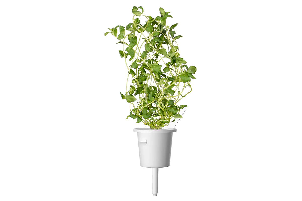Marjoram Plant Pods 3-pack - Image 3