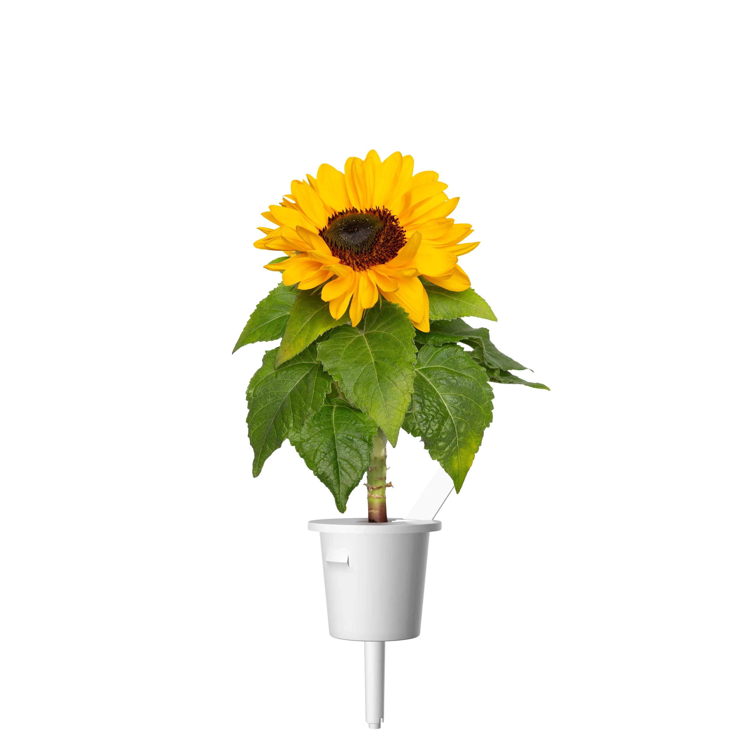 Mini Sunflower Plant Pods 3-pack - Image 3