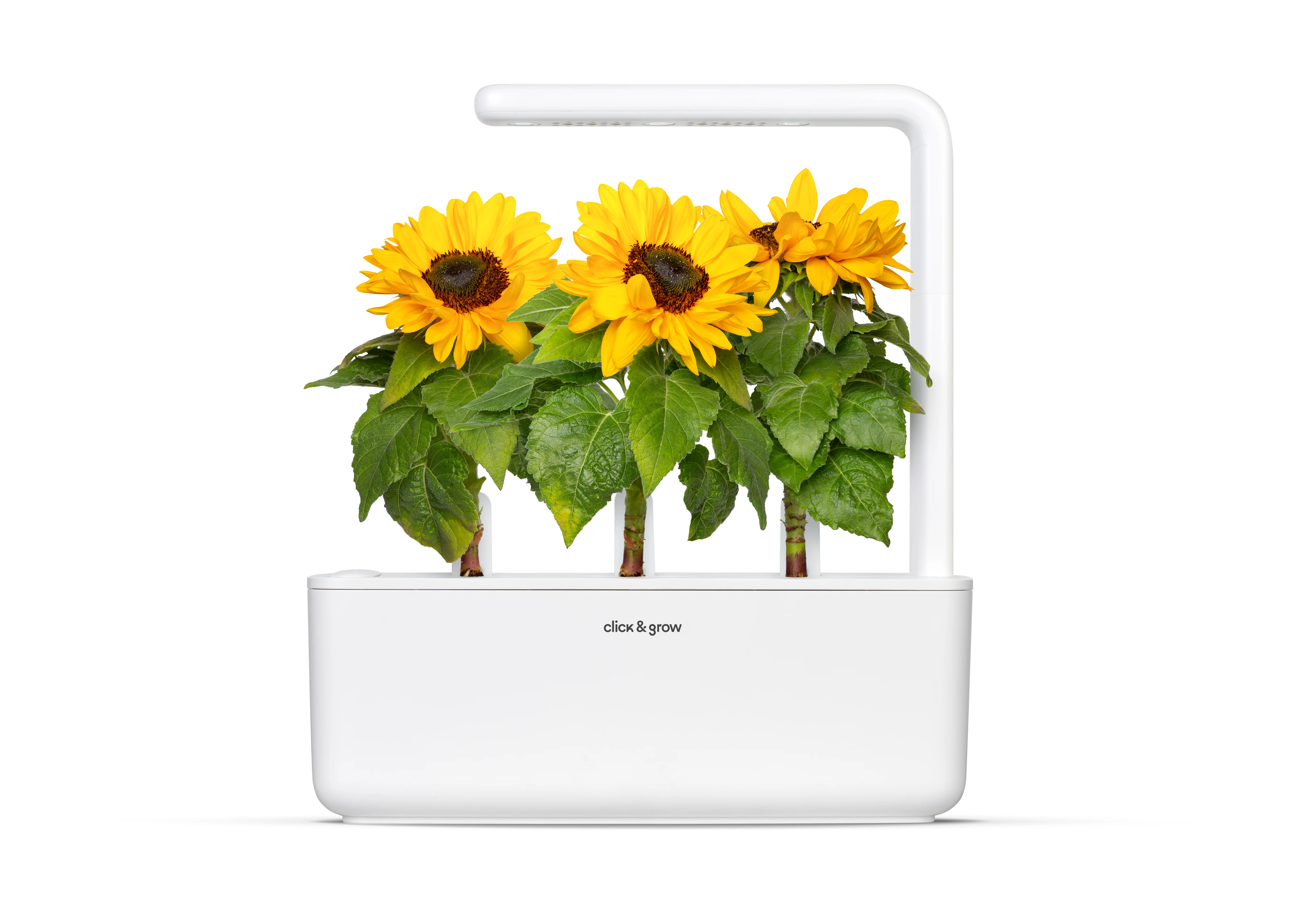 Mini Sunflower Plant Pods 3-pack - Image 4