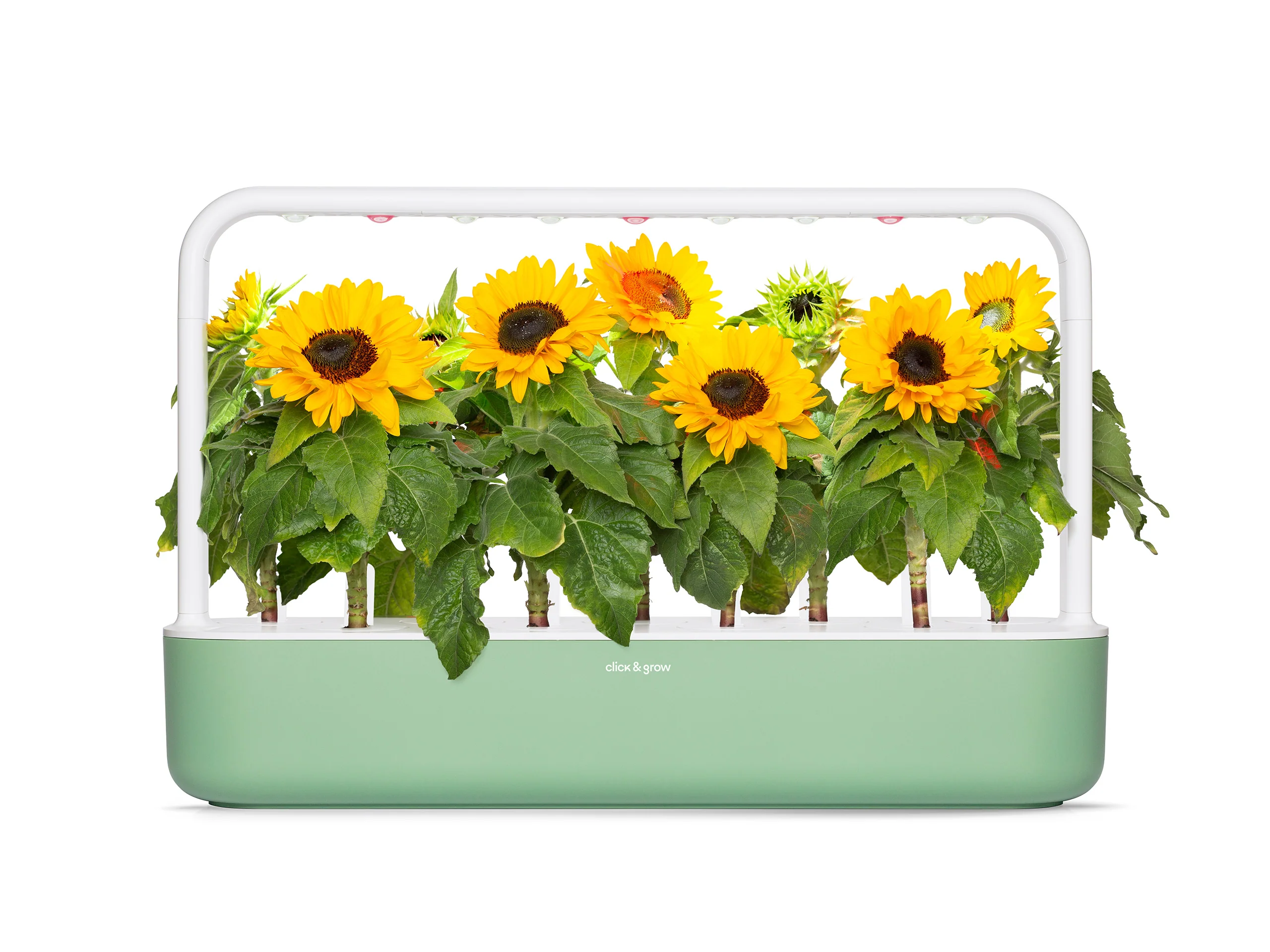 Mini Sunflower Plant Pods 3-pack - Image 5