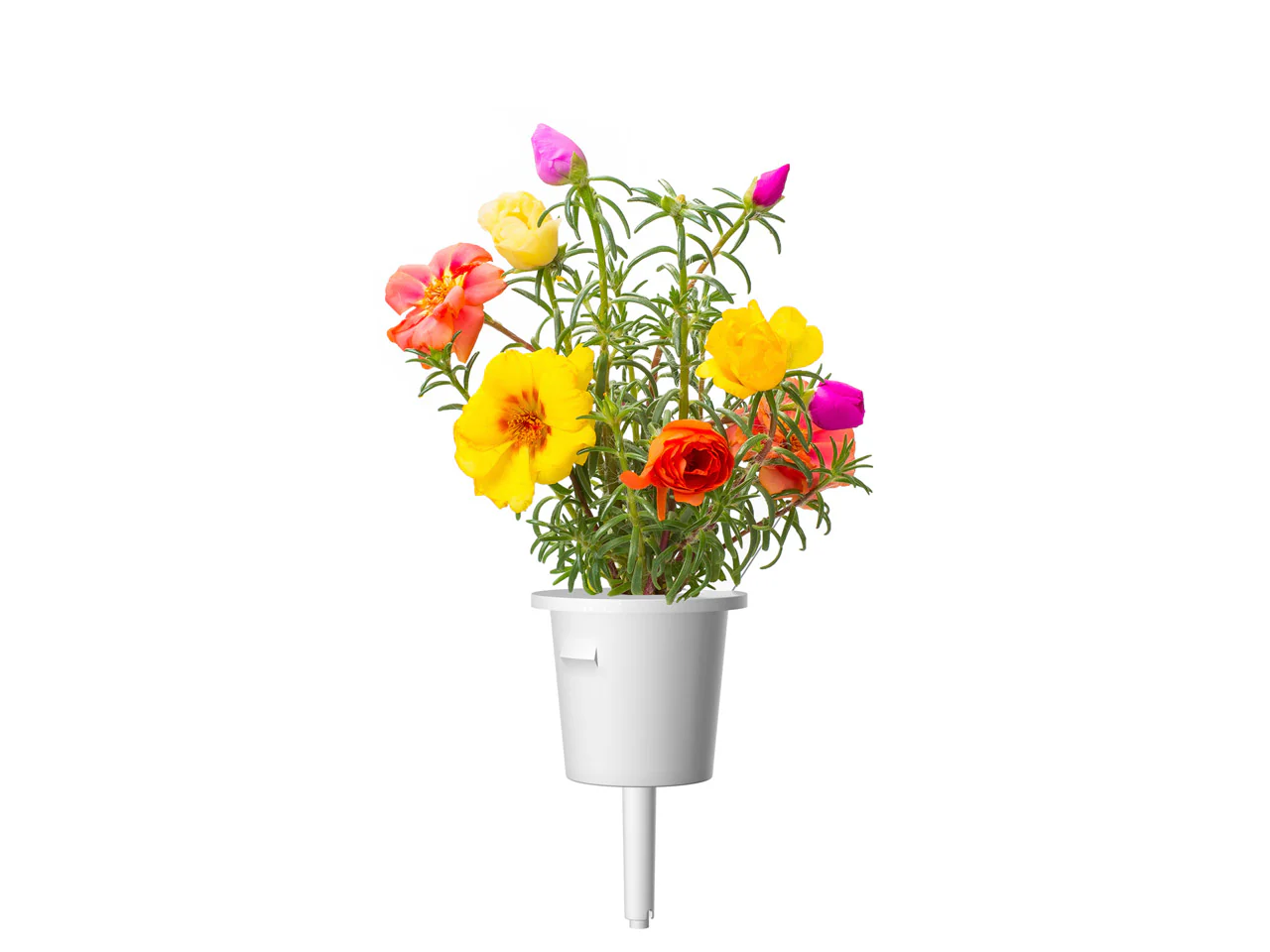 Moss Rose Plant Pods 3-pack - Image 3