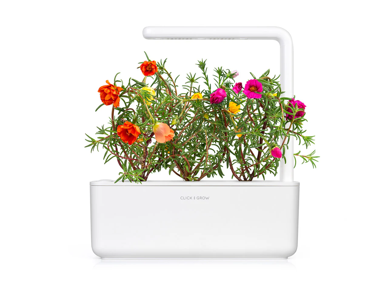 Moss Rose Plant Pods 3-pack - Image 4