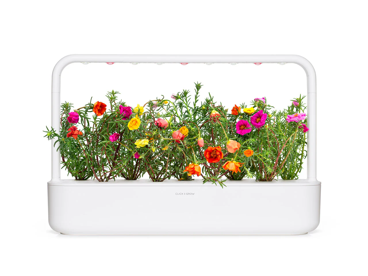 Moss Rose Plant Pods 3-pack - Image 5