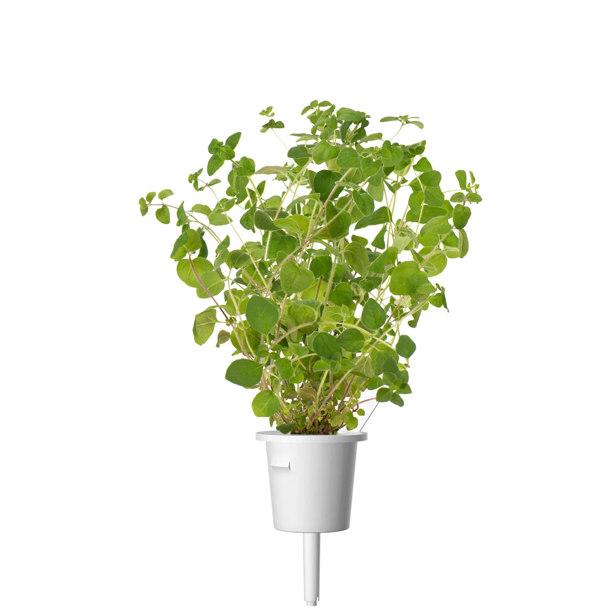 Oregano Plant Pods 3-pack - Image 3