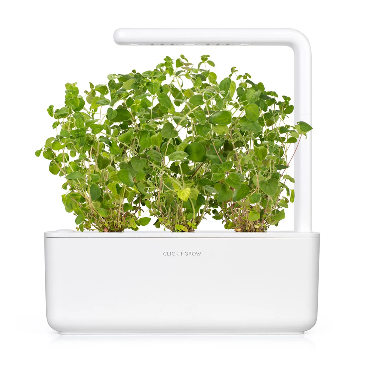 Oregano Plant Pods 3-pack - Image 4