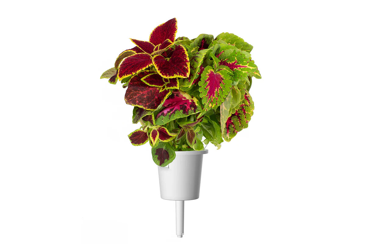 Painted Nettle Plant Pods 3-pack - Image 3