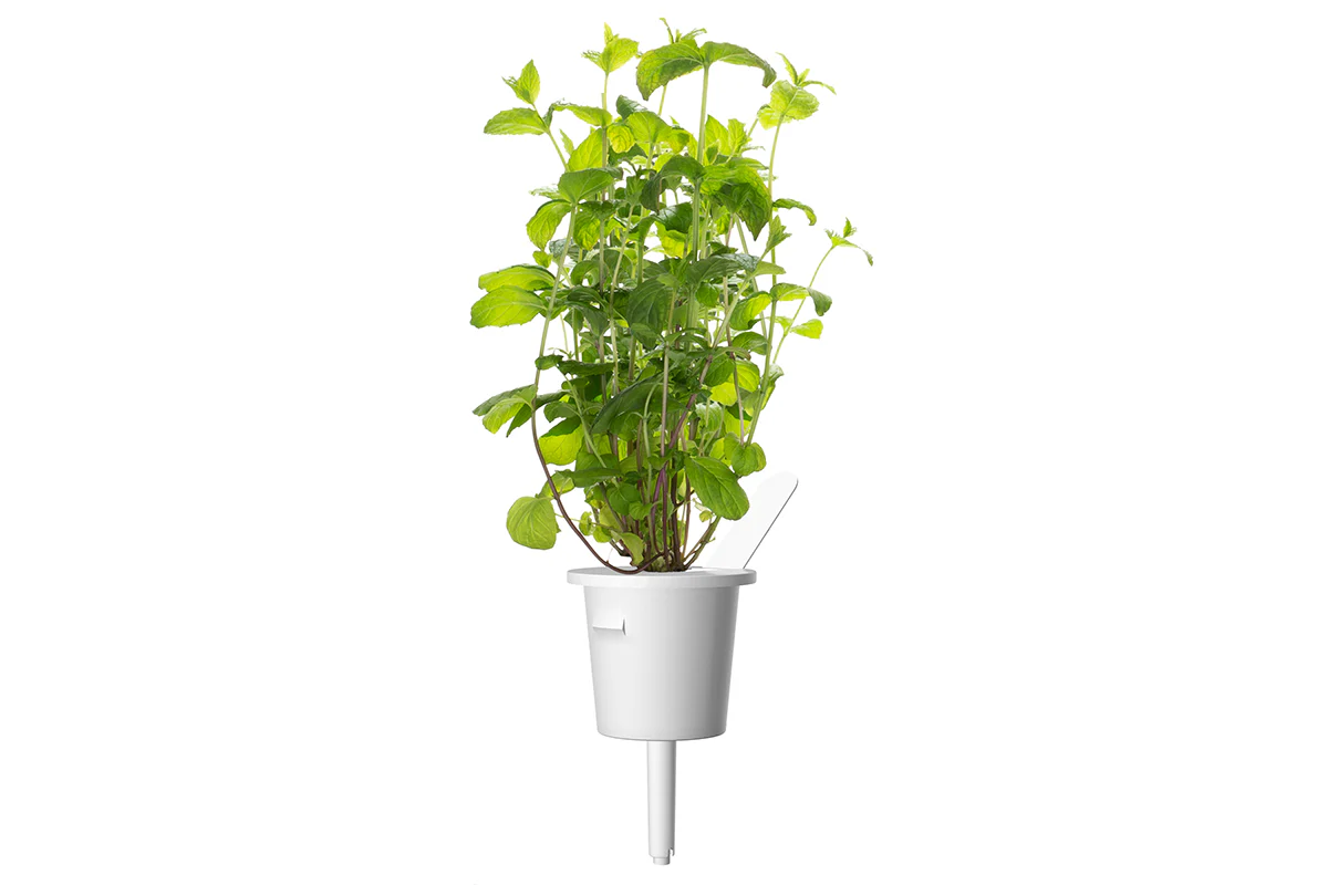 Peppermint Plant Pods 3-pack - Image 3