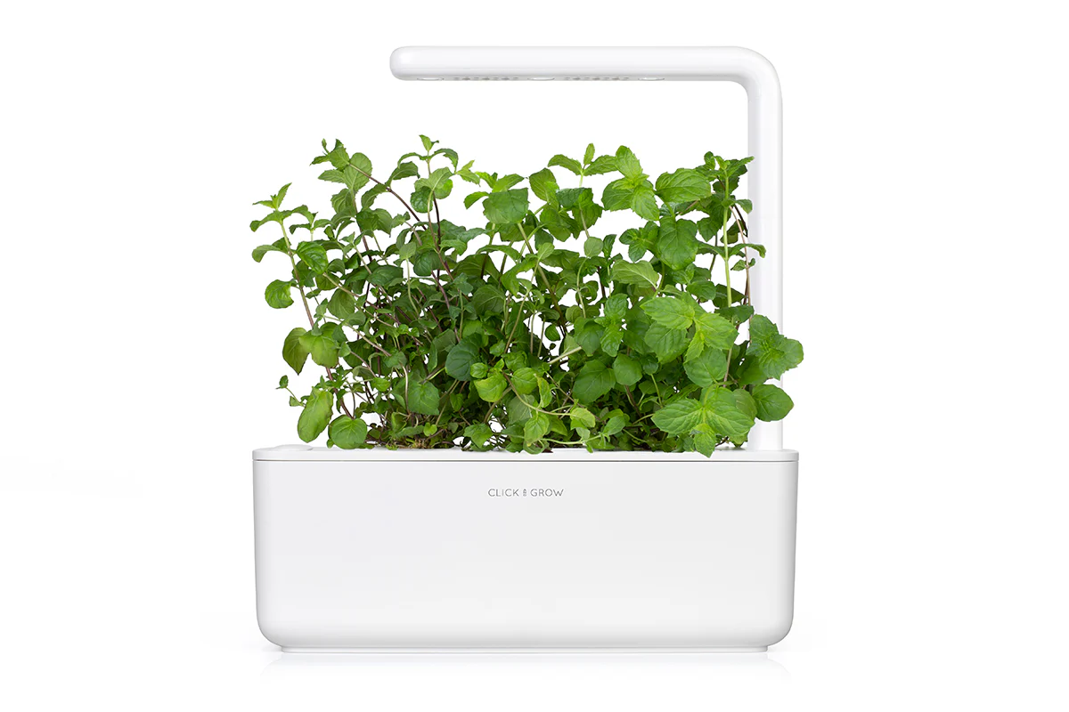 Peppermint Plant Pods 3-pack - Image 4