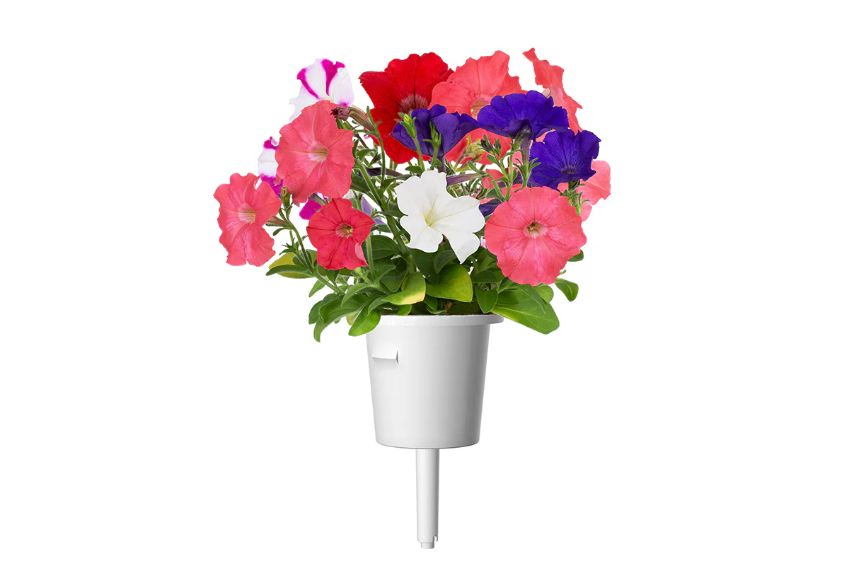 Petunia Plant Pods 3-pack - Image 3