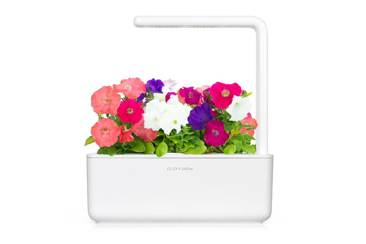 Petunia Plant Pods 3-pack - Image 4