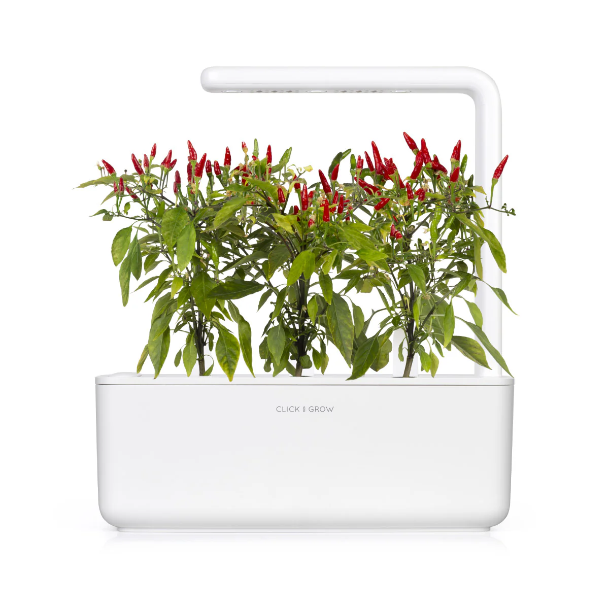 Piri Piri Chili Pepper Plant Pods 3-pack - Image 3